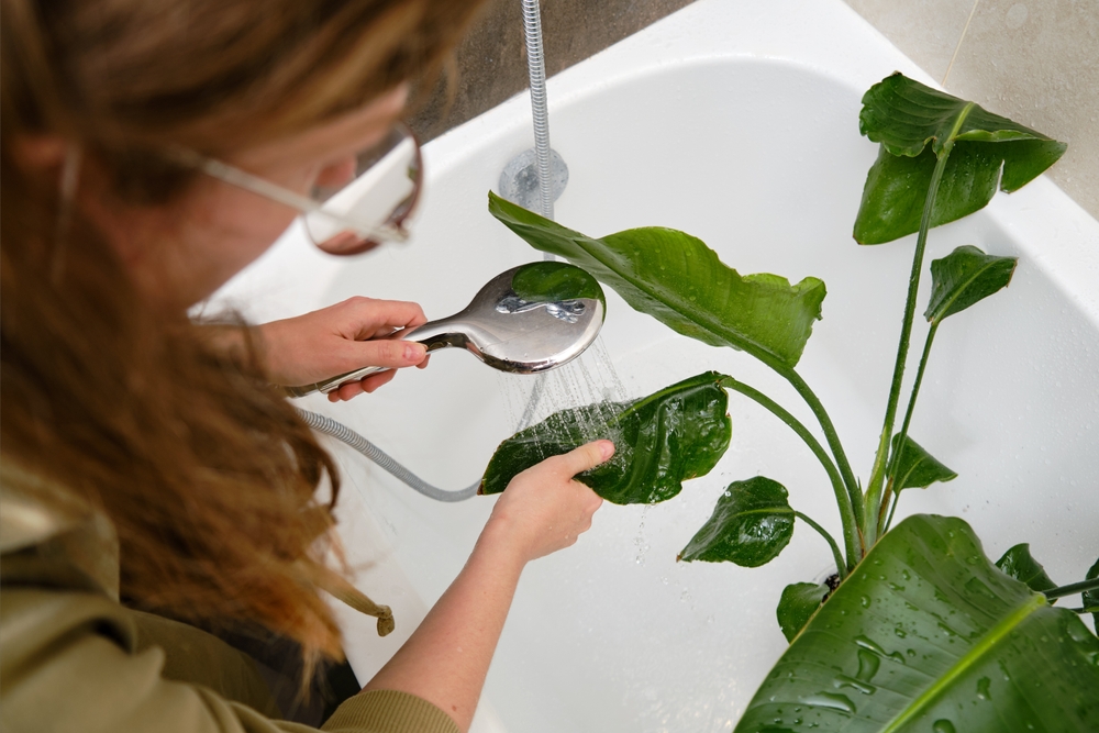 O femeie spală frunzele unei plante cu dușul în cadă.