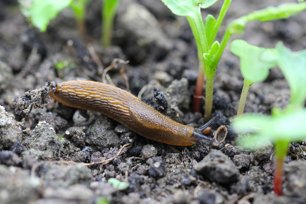 limacs in grădină pe pământ intre plante