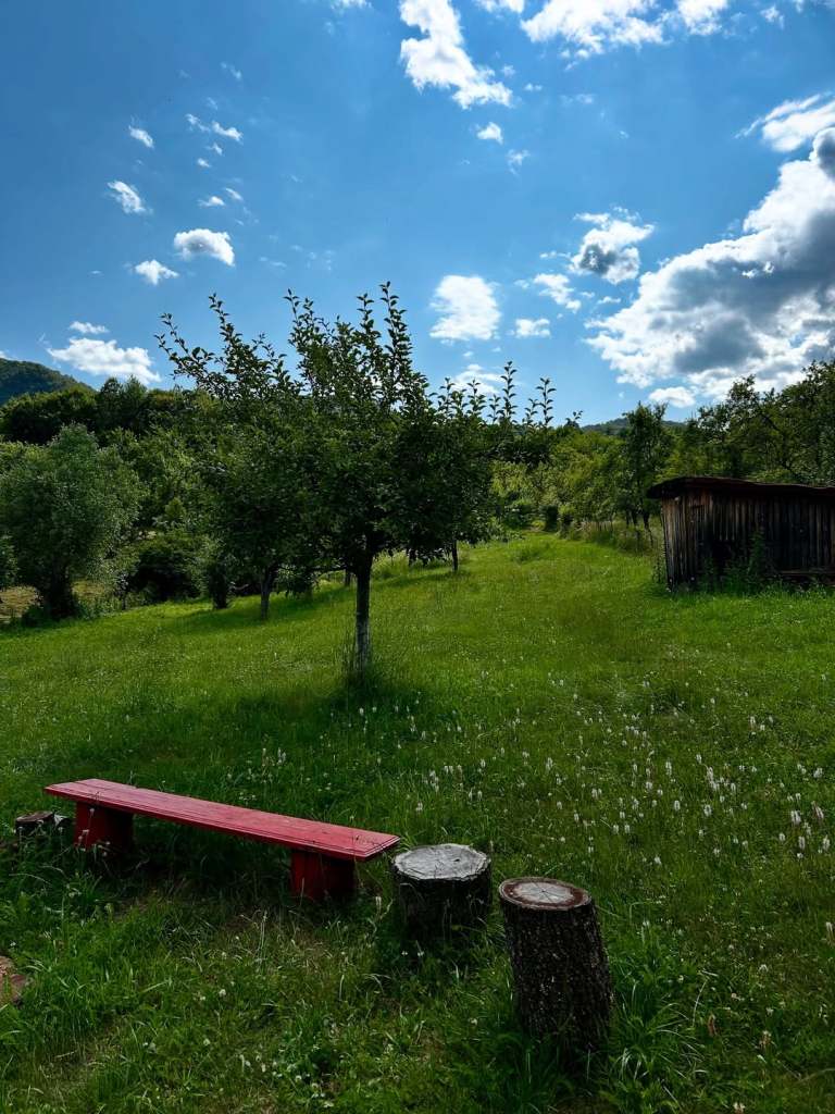Terenul de 5400 de metri pătrați are pe lângă livada de pomi fructiferi și o grădină despre care Raluca spune că a trecut prin multe schimbări