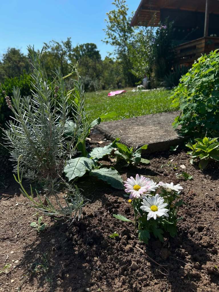 Terenul de 5400 de metri pătrați are pe lângă livada de pomi fructiferi și o grădină despre care Raluca spune că a trecut prin multe schimbări