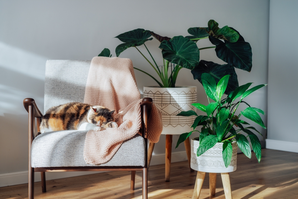 Cei mai mulți dintre noi nu visăm la case spectaculoase. Visăm la case care ne simplifică viața, care au grijă de noi în timp ce noi avem grijă de restul lucrurilor. FOTO: Shutterstock