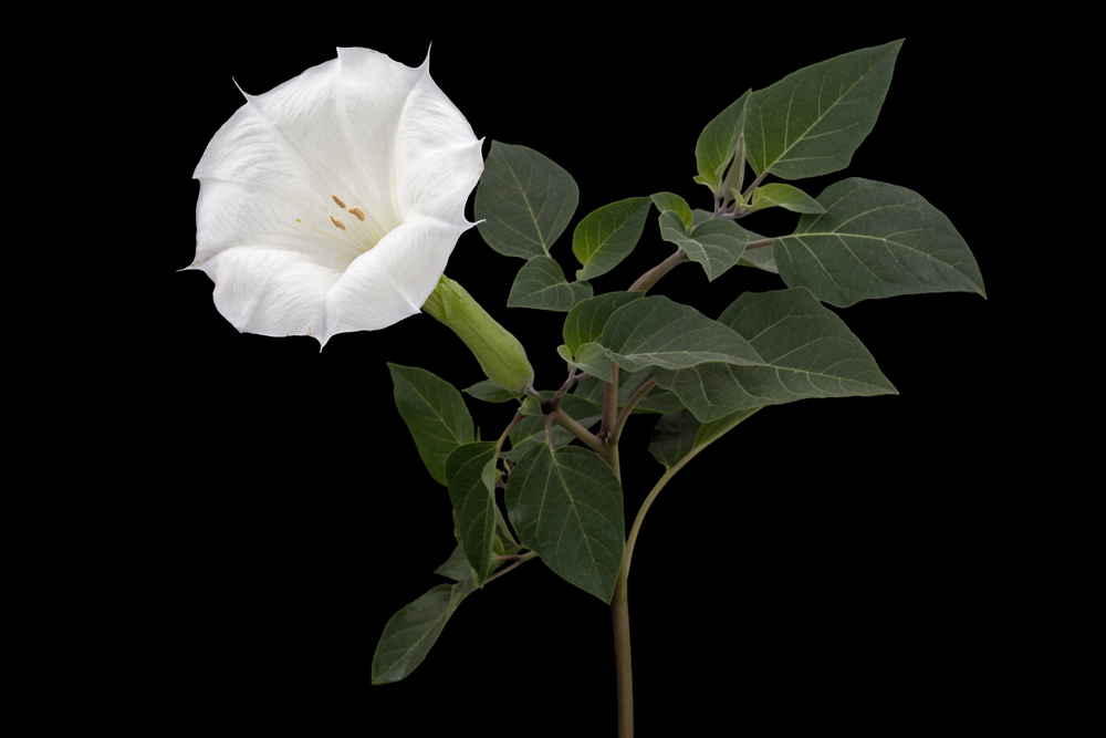 O floare albă de datura cu tot cu tulpină și frunze verde închis pe un fundal negru.