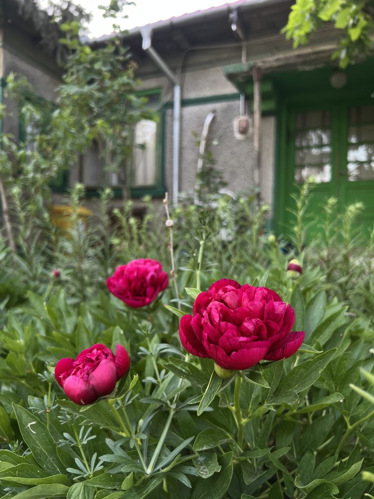  Ada și Dani mai au multe reparații de făcut la căsuța veche, dar vor să devină fermieri și să deschidă un punct gastronomic local la ei în curte