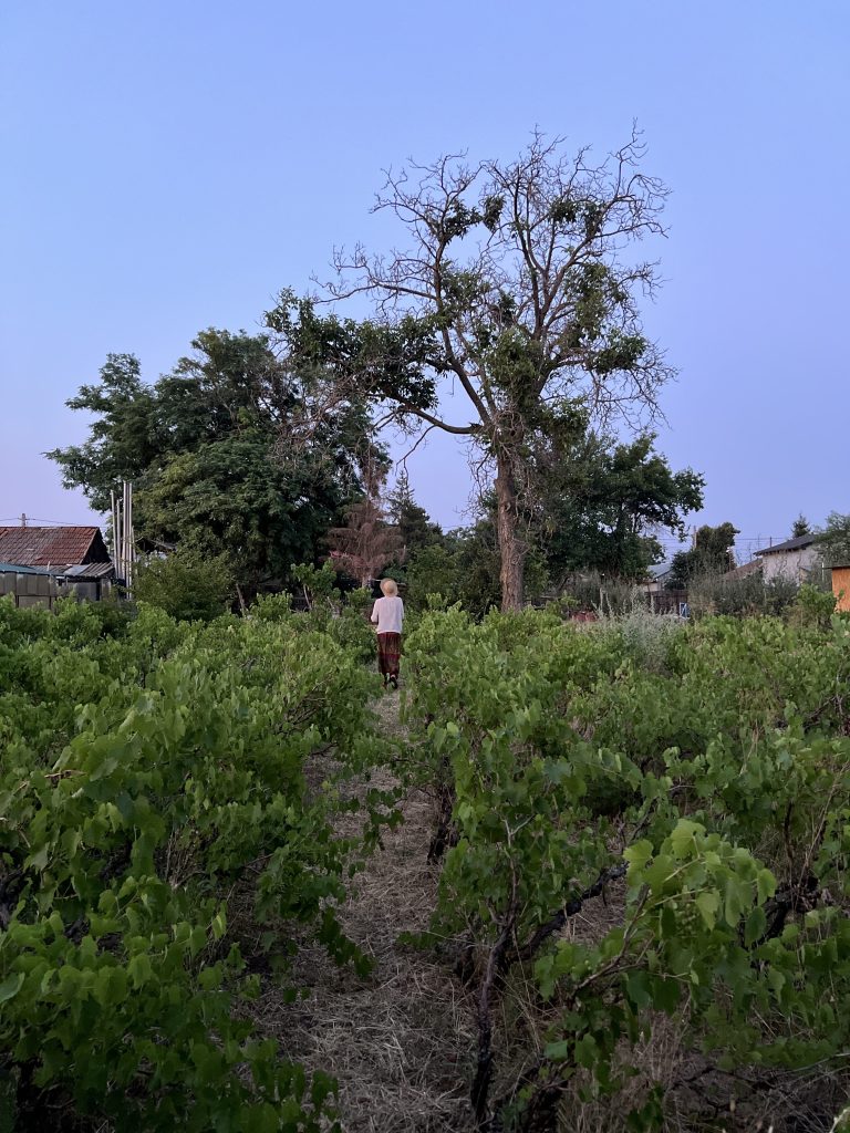  Ada și Dani mai au multe reparații de făcut la căsuța veche, dar vor să devină fermieri și să deschidă un punct gastronomic local la ei în curte