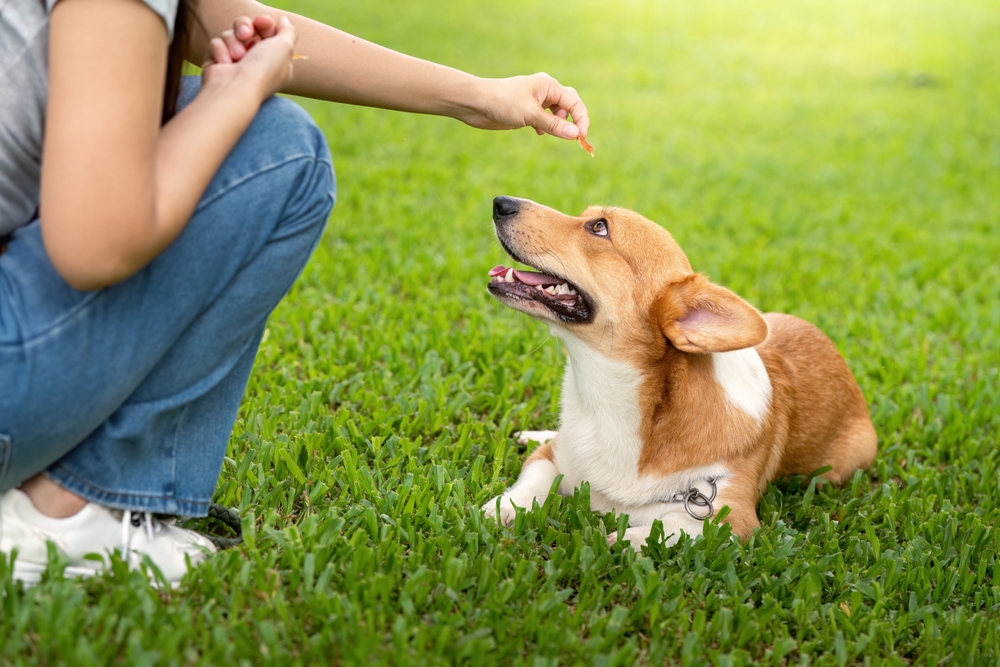 câine recompense 
