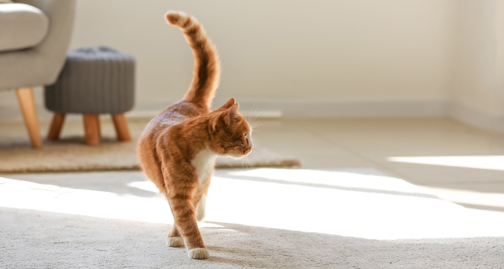 pisica portocalie in locuința închiriată 