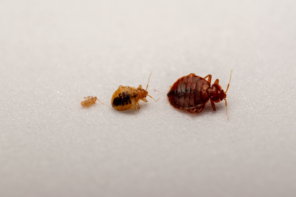 ploșnițe de pat evoluție de la larva la adult 
